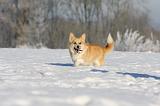 CORGI PEMBROKE 932